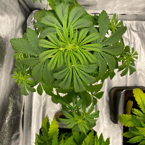 Milky Way growlog timeline photo
