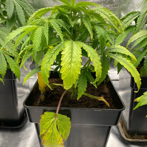 Royal Gorilla Automatic  growlog timeline photo
