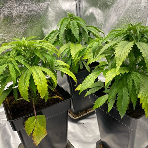 Royal Gorilla Automatic  growlog timeline photo