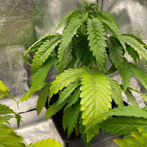 Royal Gorilla Automatic  growlog timeline photo
