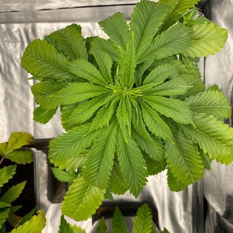 Royal Gorilla Automatic  growlog timeline photo