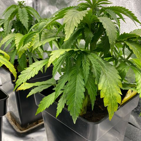 Royal Gorilla Automatic  growlog timeline photo