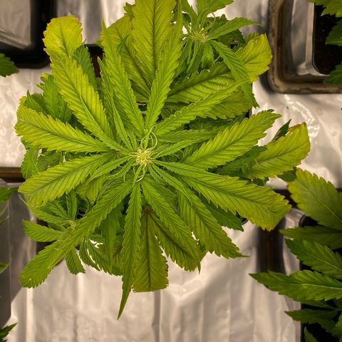 Royal Gorilla Automatic  growlog timeline photo
