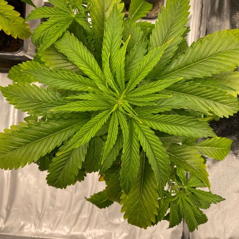 Royal Gorilla Automatic  growlog timeline photo