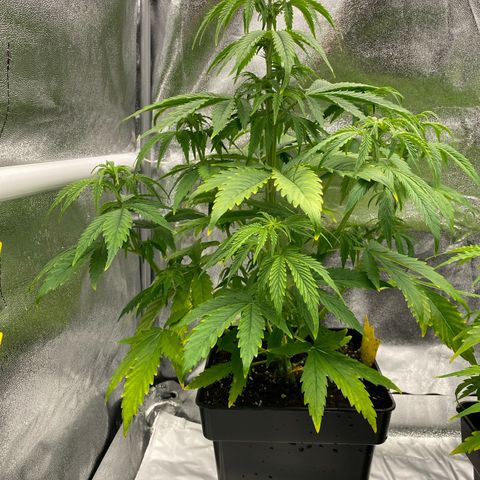 Milky Way growlog timeline photo