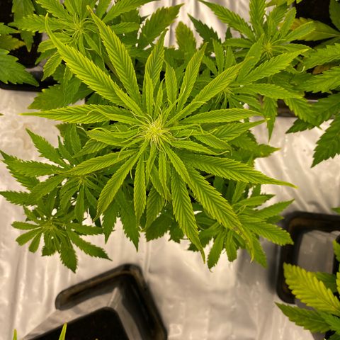 Milky Way growlog timeline photo