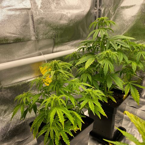 Milky Way growlog timeline photo