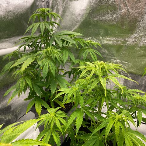Milky Way growlog timeline photo