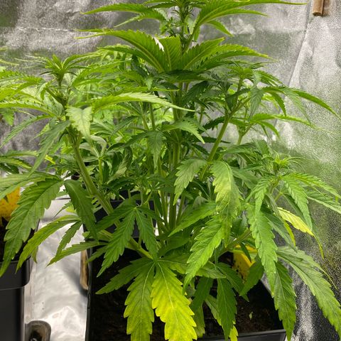 Royal Gorilla Automatic  growlog timeline photo