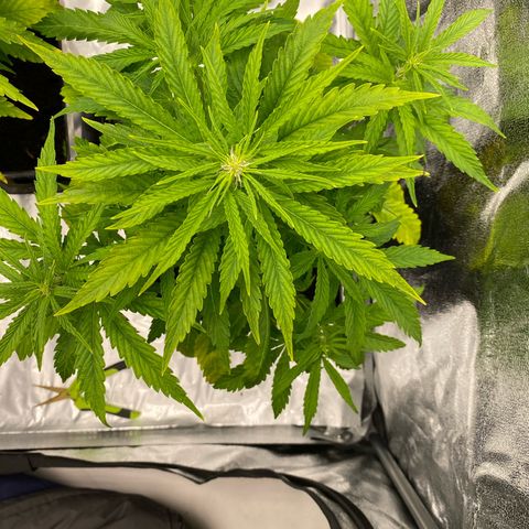 Royal Gorilla Automatic  growlog timeline photo