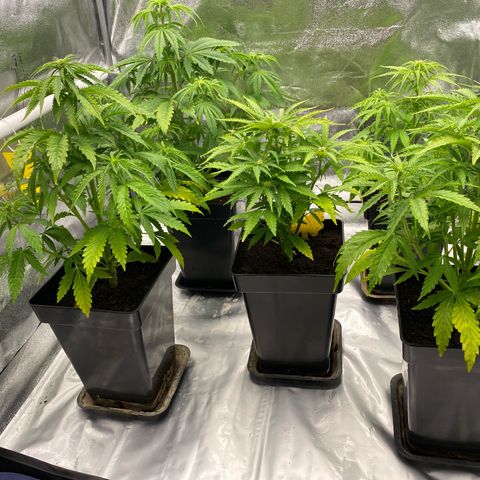 Royal Gorilla Automatic  growlog timeline photo