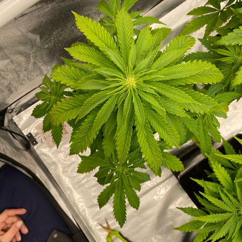 Royal Gorilla Automatic  growlog timeline photo