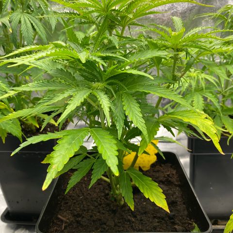 Royal Gorilla Automatic  growlog timeline photo