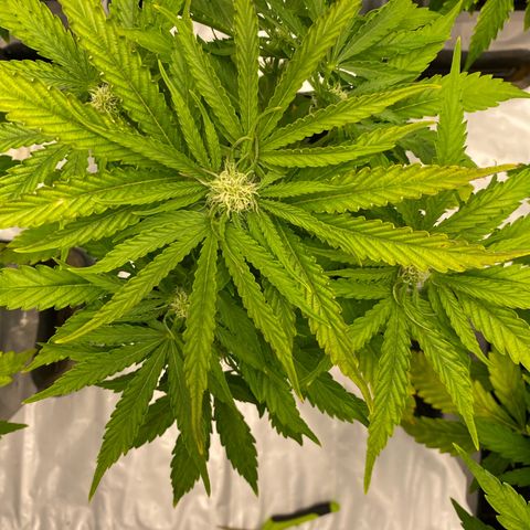 Royal Gorilla Automatic  growlog timeline photo