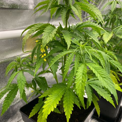 Royal Gorilla Automatic  growlog timeline photo