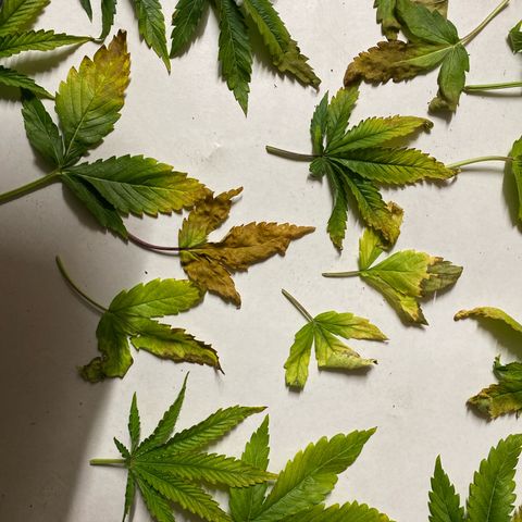 Milky Way growlog photo: Damage after a week sickness and neglection.
Now in flowering stage gave extra nutrients and green sensation. The seem to be happier again 😉🙃😃😃