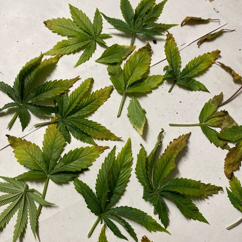 Milky Way growlog photo: Damage after a week sickness and neglection.
Now in flowering stage gave extra nutrients and green sensation. The seem to be happier again 😉🙃😃😃