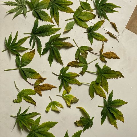 Milky Way growlog photo: Damage after a week sickness and neglection.
Now in flowering stage gave extra nutrients and green sensation. The seem to be happier again 😉🙃😃😃