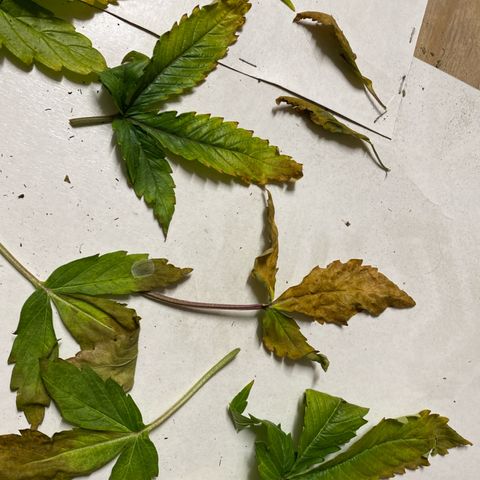 Milky Way growlog photo: Damage after a week sickness and neglection.
Now in flowering stage gave extra nutrients and green sensation. The seem to be happier again 😉🙃😃😃