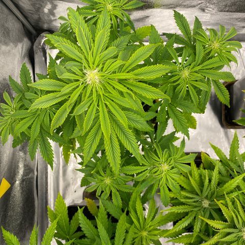 Milky Way growlog timeline photo