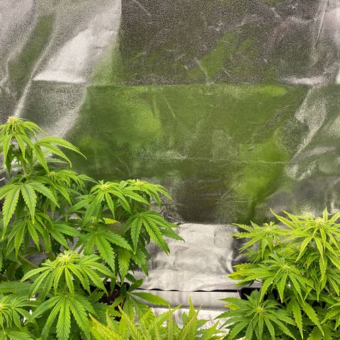 Milky Way growlog timeline photo