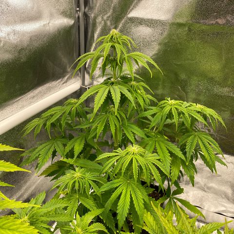 Milky Way growlog timeline photo