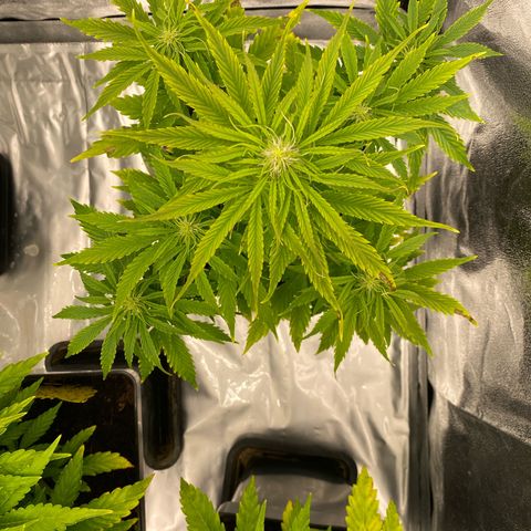 Milky Way growlog timeline photo