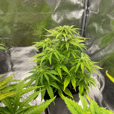 Milky Way growlog timeline photo
