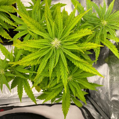 Royal Gorilla Automatic  growlog timeline photo