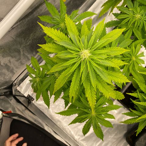 Royal Gorilla Automatic  growlog timeline photo
