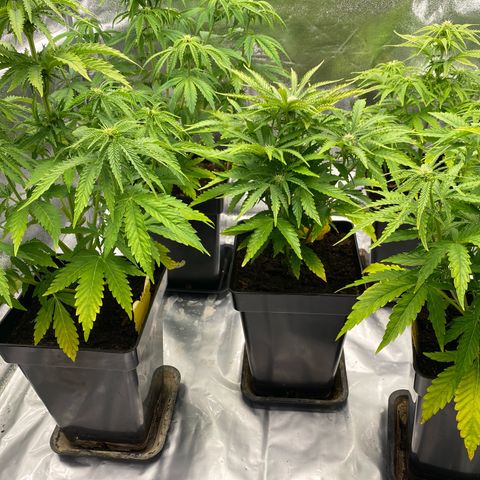 Royal Gorilla Automatic  growlog timeline photo