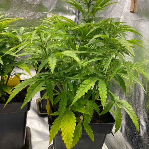 Royal Gorilla Automatic  growlog timeline photo