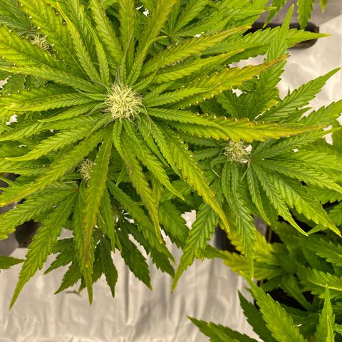Royal Gorilla Automatic  growlog timeline photo