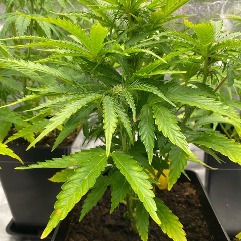 Royal Gorilla Automatic  growlog timeline photo