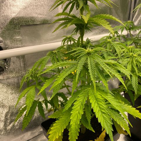 Royal Gorilla Automatic  growlog timeline photo