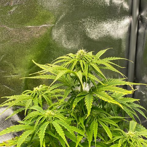 Milky Way growlog timeline photo