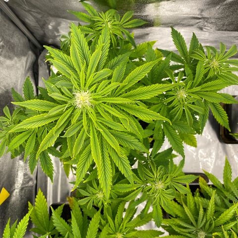 Milky Way growlog timeline photo