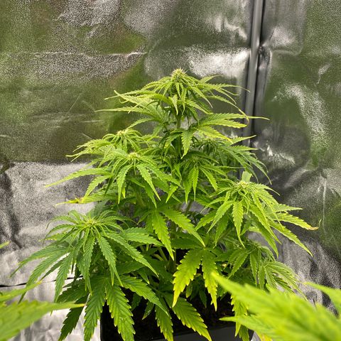 Milky Way growlog timeline photo