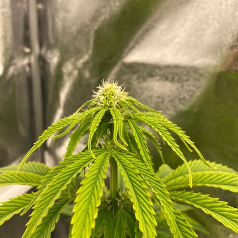 Milky Way growlog timeline photo