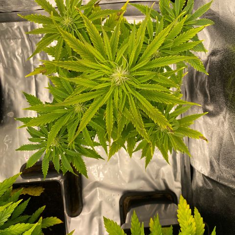 Milky Way growlog timeline photo