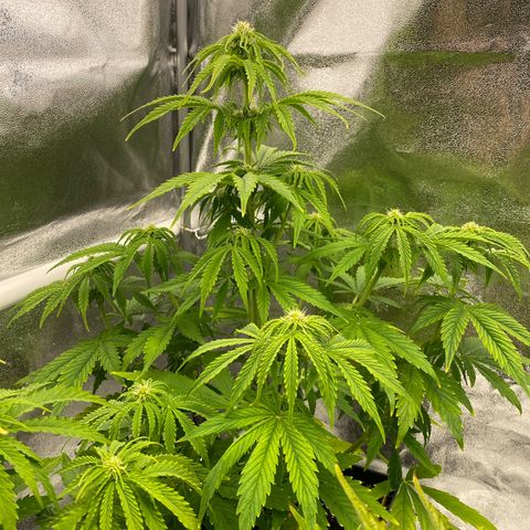 Milky Way growlog timeline photo