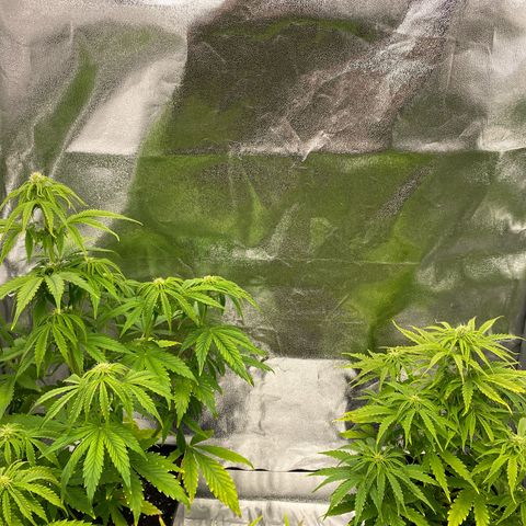 Milky Way growlog timeline photo
