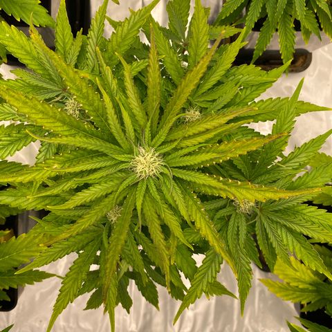 Royal Gorilla Automatic  growlog timeline photo