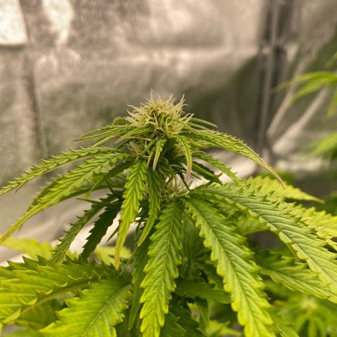 Royal Gorilla Automatic  growlog timeline photo