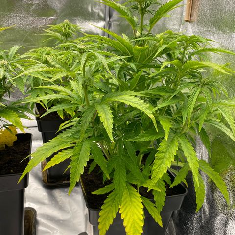 Royal Gorilla Automatic  growlog timeline photo