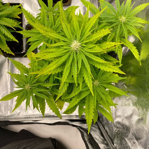 Royal Gorilla Automatic  growlog timeline photo