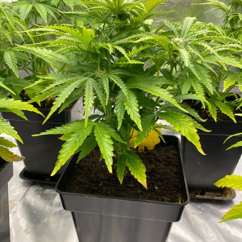 Royal Gorilla Automatic  growlog timeline photo