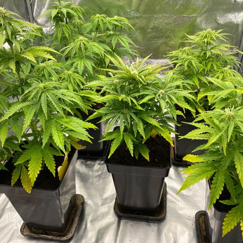 Royal Gorilla Automatic  growlog timeline photo