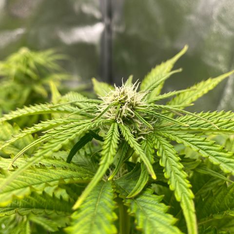 Royal Gorilla Automatic  growlog timeline photo