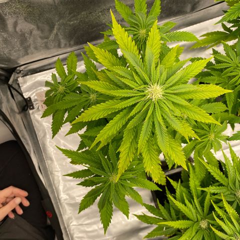 Royal Gorilla Automatic  growlog timeline photo